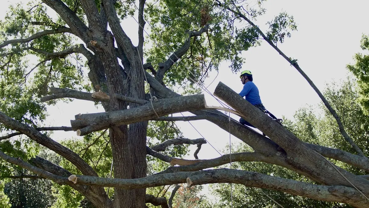 Professional Crown Thinning performed by certified arborists in Bluemont